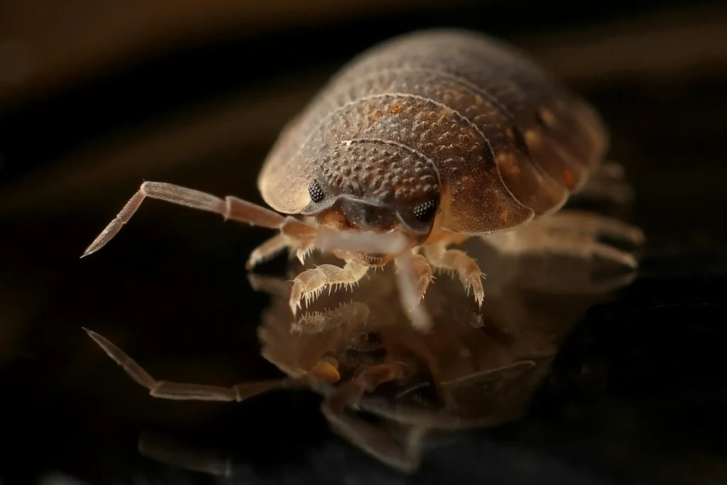 Bed-Bug-Treatment - Pest Control Pros | Hillsborough, NJ | 732-889-5397