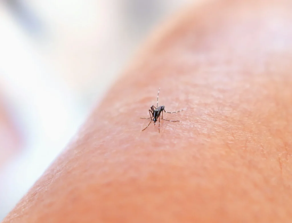 Mosquito Control - Pest Control Pros | Hillsborough, NJ | 732-889-5397